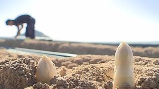 porque el esparrago de Navarra es el mejor