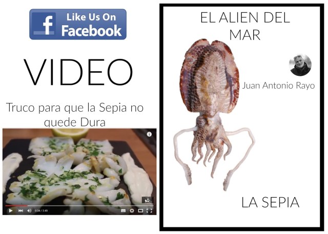 RECETA DE LA SEPIA, EL ALIEN DEL MAR. Juan Antonio Rayo. DE MESA EN MESA revista gastronomica. 1