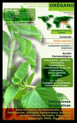 DE MESA EN MESA REVISTA GASTRONOMICA ¿ SABÍAS QUE ESTA PLANTA PUEDE CURAR HERIDAS?... BUENA PARA LAS MOLESTIAS ESTOMACALES… EL ORÉGANO.